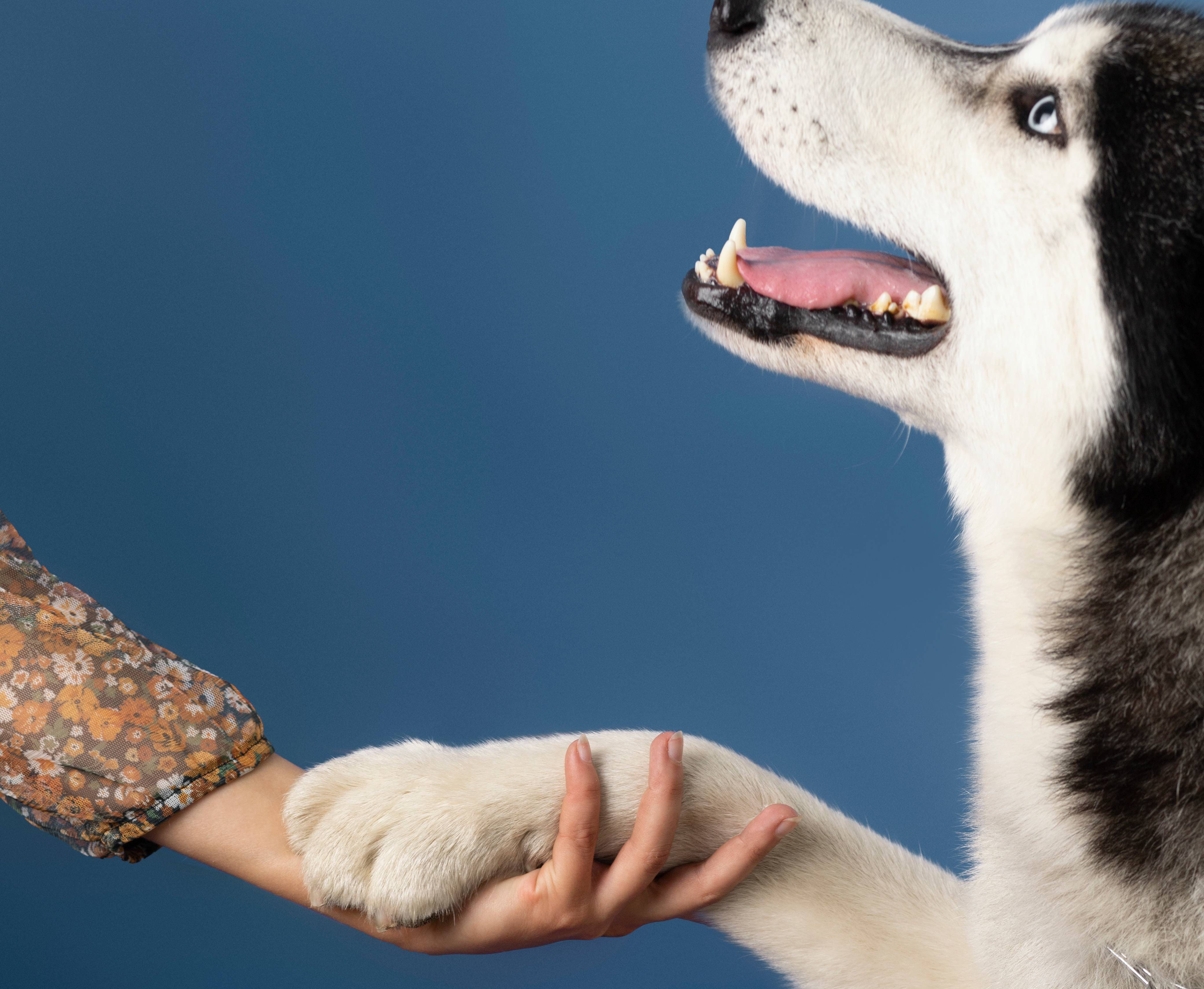 Host a Pet - Saradjnja