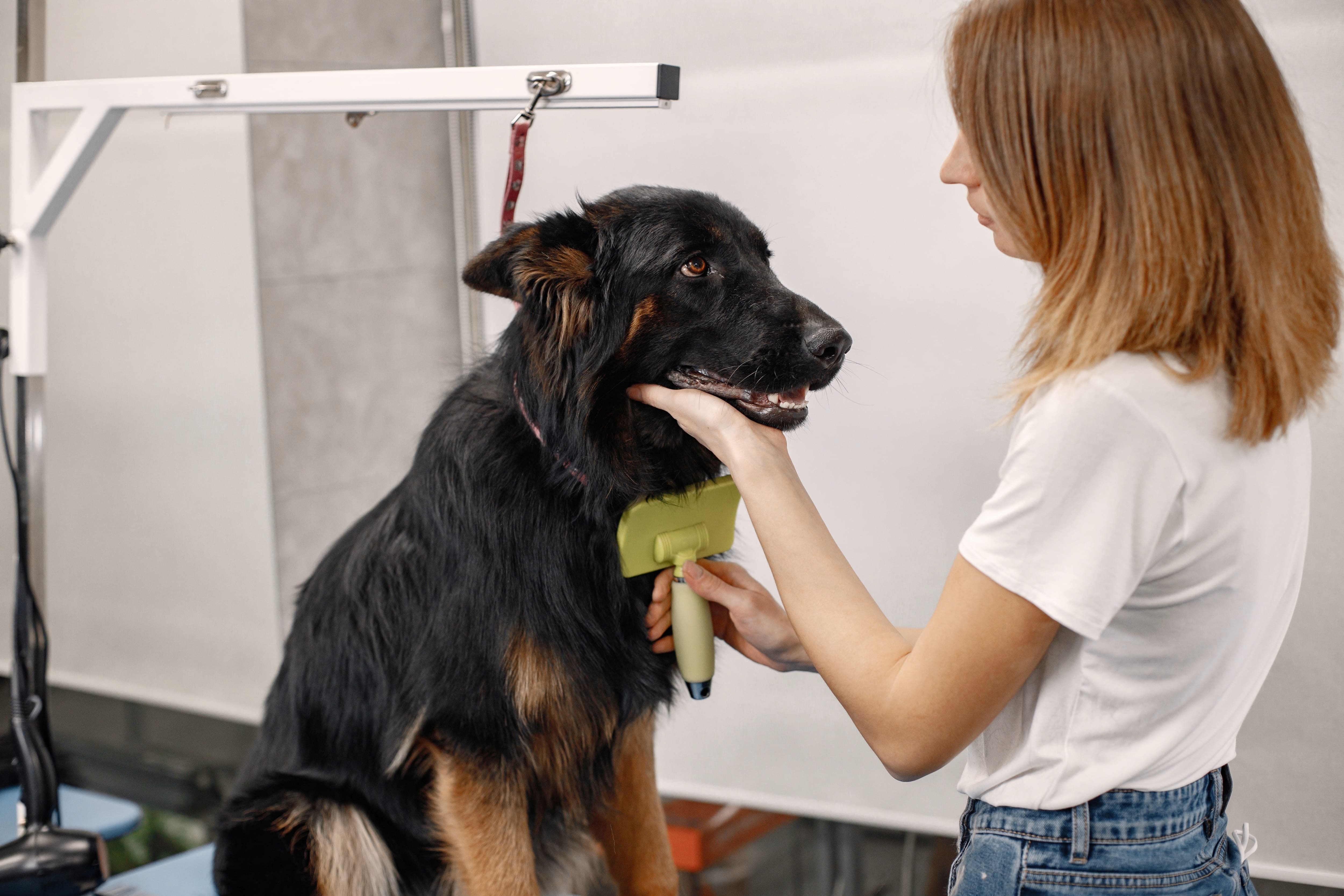 Host a Pet - Grooming za kucne ljubimce