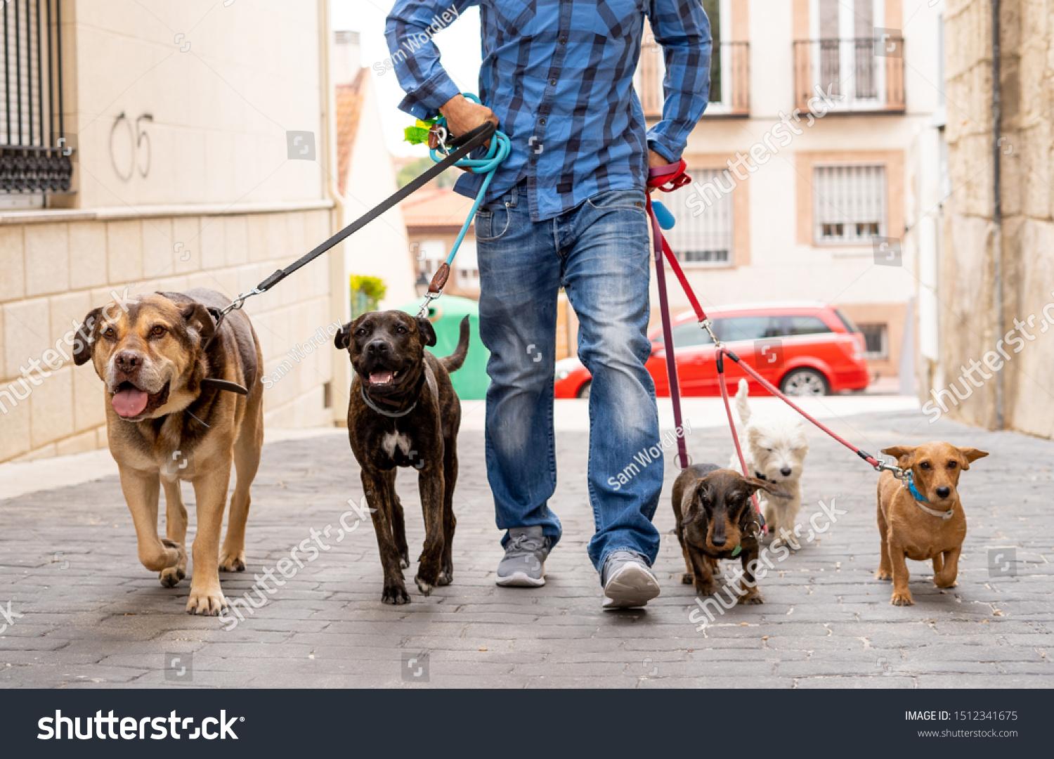 Host a Pet - Naslovna fotografija galerije oglasa